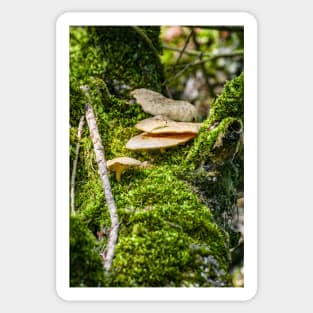 Mushrums on a Tree, Eriskircher Ried, Lake Constance Sticker